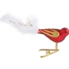 Glasvogel Rot